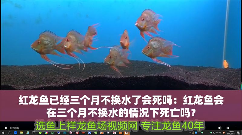 紅龍魚已經三個月不換水了會死嗎：紅龍魚會在三個月不換水的情況下死亡嗎？