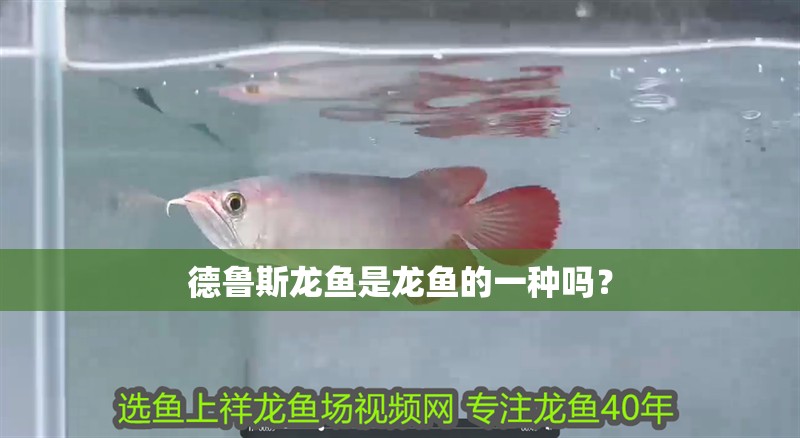 德魯斯龍魚是龍魚的一種嗎？