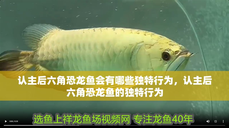 認(rèn)主后六角恐龍魚會有哪些獨(dú)特行為，認(rèn)主后六角恐龍魚的獨(dú)特行為