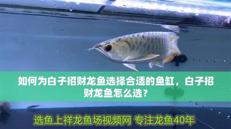 龍魚干蝦有營養嗎 如何為白子招財龍魚選擇合適的魚缸,白子招財龍魚怎么選? 龍魚百科 如何為白子招財龍魚選擇合適的魚缸,白子招財龍魚怎么選? 如何為白子招財龍魚選擇合適的魚缸,白子招財龍魚怎么選? 龍魚百科