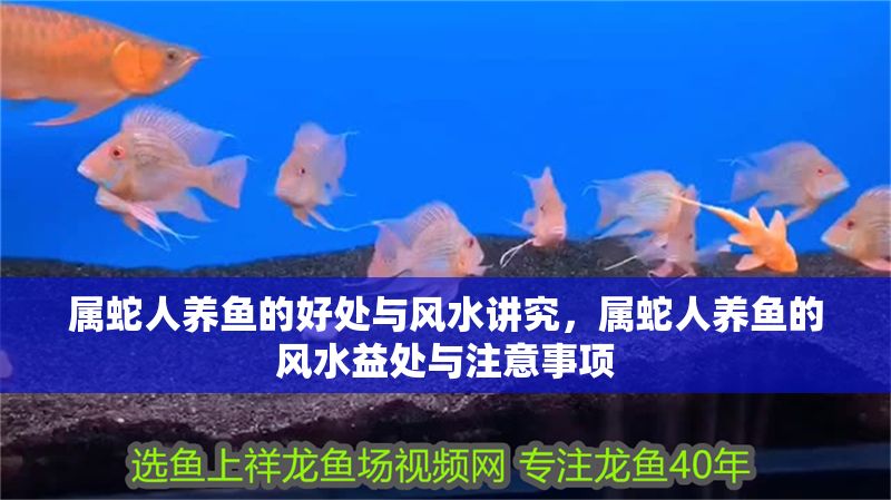 屬蛇人養(yǎng)魚(yú)的好處與風(fēng)水講究，屬蛇人養(yǎng)魚(yú)的風(fēng)水益處與注意事項(xiàng)