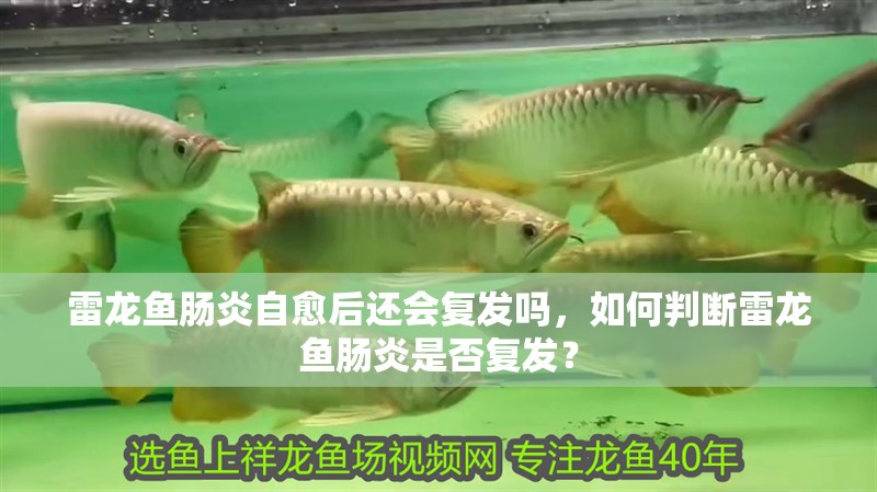 雷龍魚腸炎自愈后還會復發嗎，如何判斷雷龍魚腸炎是否復發？