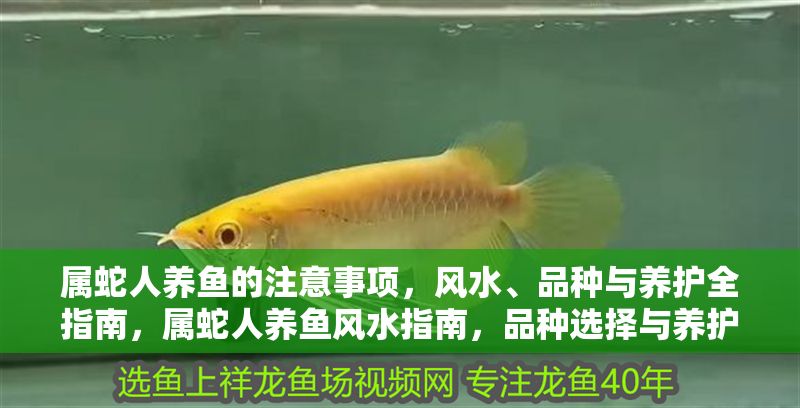 屬蛇人養魚的注意事項，風水、品種與養護全指南，屬蛇人養魚風水指南，品種選擇與養護全攻略