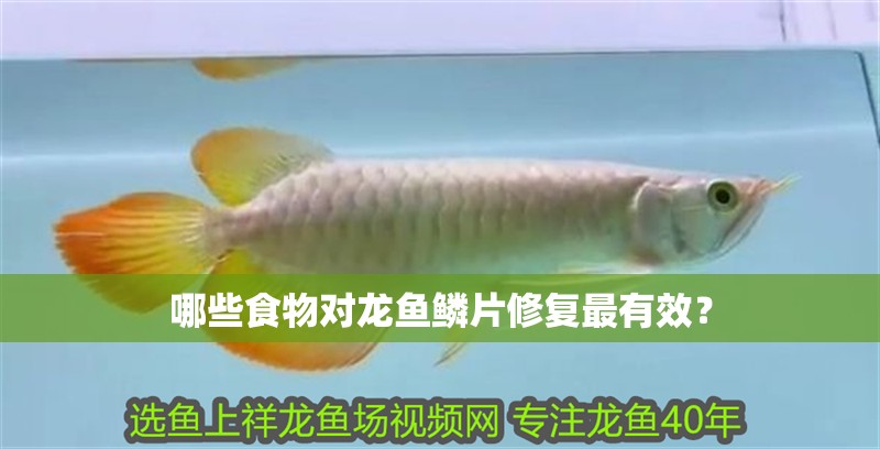 哪些食物對龍魚鱗片修復(fù)最有效？
