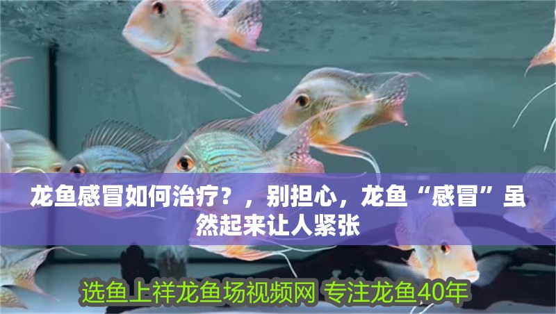 龍魚感冒如何治療？，別擔心，龍魚“感冒”雖然起來讓人緊張