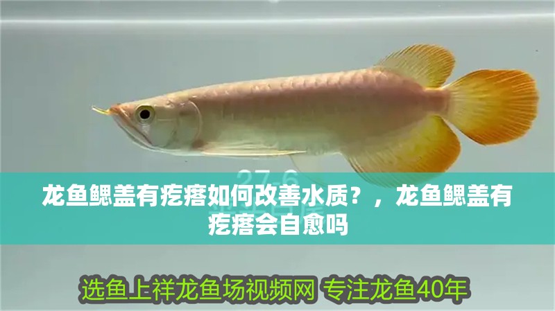 龍魚鰓蓋有疙瘩如何改善水質(zhì)？，龍魚鰓蓋有疙瘩會(huì)自愈嗎