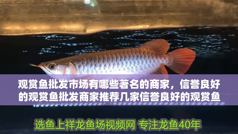 觀賞魚批發(fā)市場有哪些著名的商家，信譽良好的觀賞魚批發(fā)商家推薦幾家信譽良好的觀賞魚批發(fā)商家