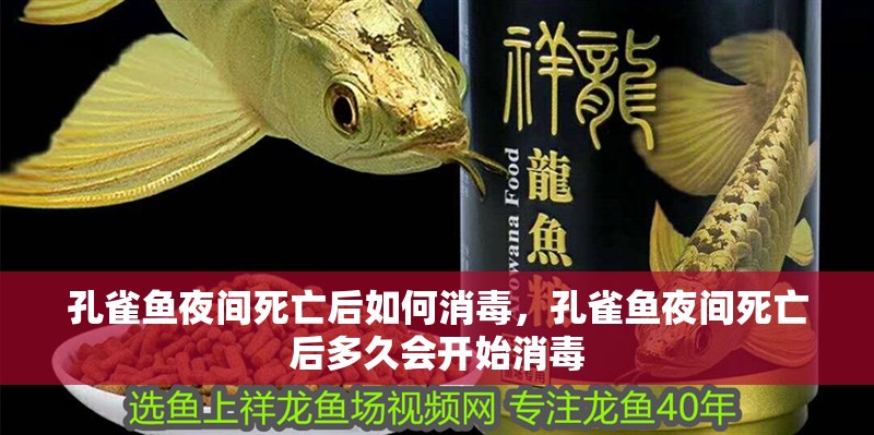 孔雀魚夜間死亡后如何消毒，孔雀魚夜間死亡后多久會開始消毒