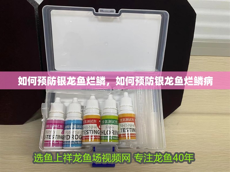 如何預防銀龍魚爛鱗，如何預防銀龍魚爛鱗病