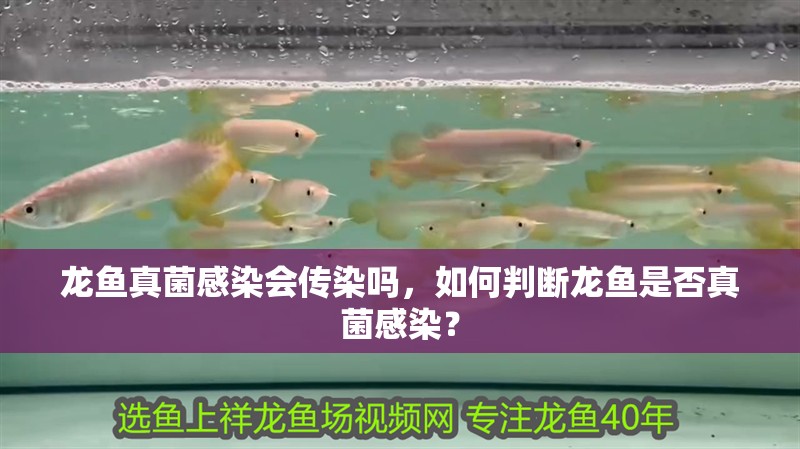 龍魚真菌感染會傳染嗎，如何判斷龍魚是否真菌感染？