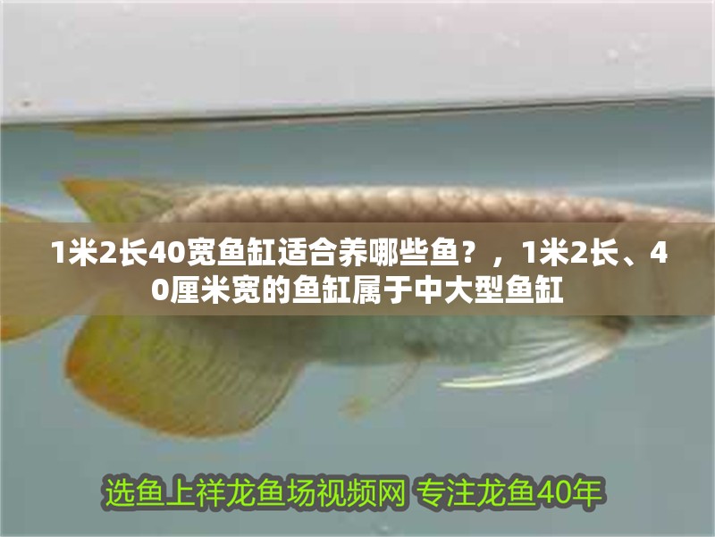 1米2長40寬魚缸適合養哪些魚？，1米2長、40厘米寬的魚缸屬于中大型魚缸