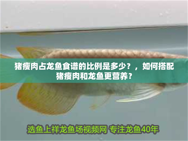 豬瘦肉占龍魚(yú)食譜的比例是多少？，如何搭配豬瘦肉和龍魚(yú)更營(yíng)養(yǎng)？