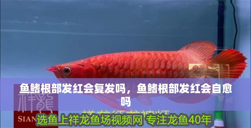 魚鰭根部發紅會復發嗎，魚鰭根部發紅會自愈嗎