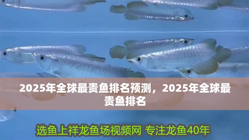 2025年全球最貴魚排名預測，2025年全球最貴魚排名