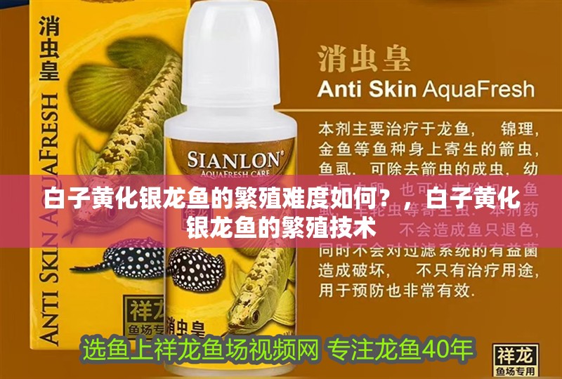 白子黃化銀龍魚的繁殖難度如何？，白子黃化銀龍魚的繁殖技術