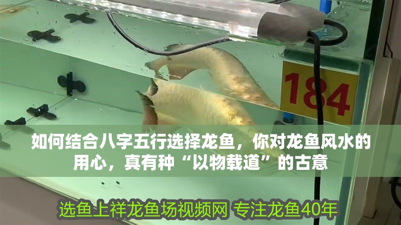 如何結合八字五行選擇龍魚，你對龍魚風水的用心，真有種“以物載道”的古意