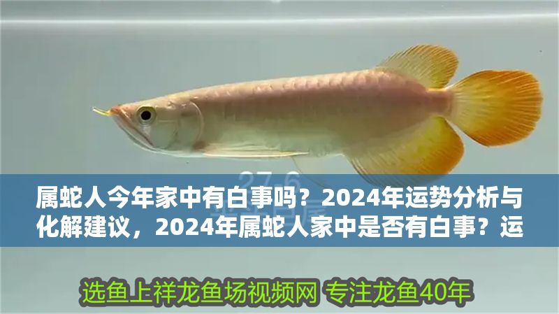 屬蛇人今年家中有白事嗎？2024年運勢分析與化解建議，2024年屬蛇人家中是否有白事？運勢解析與化解方法