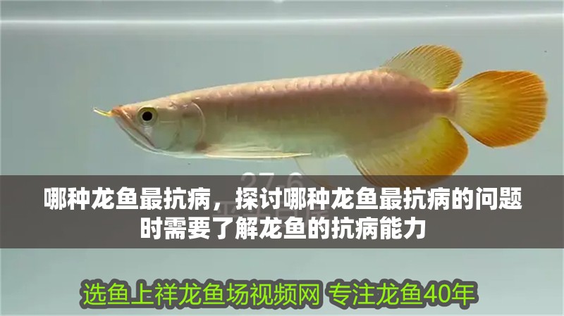 哪種龍魚最抗病，探討哪種龍魚最抗病的問題時需要了解龍魚的抗病能力