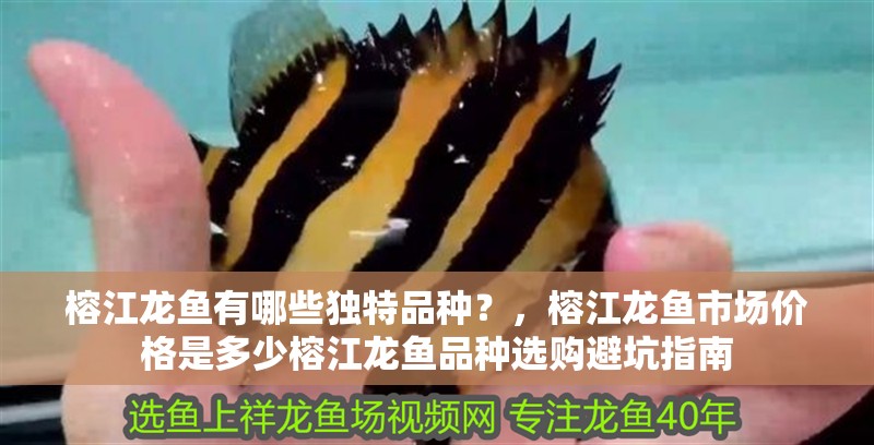 榕江龍魚有哪些獨特品種？，榕江龍魚市場價格是多少榕江龍魚品種選購避坑指南