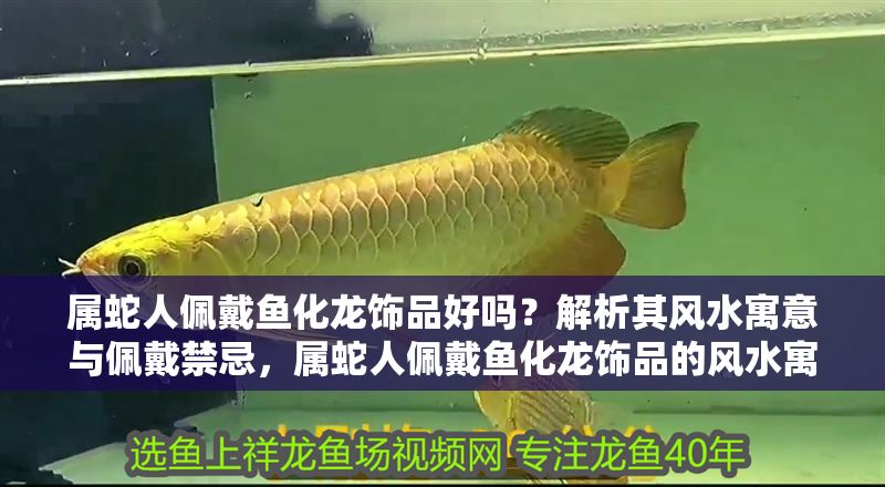 屬蛇人佩戴魚化龍飾品好嗎？解析其風水寓意與佩戴禁忌，屬蛇人佩戴魚化龍飾品的風水寓意與禁忌解析
