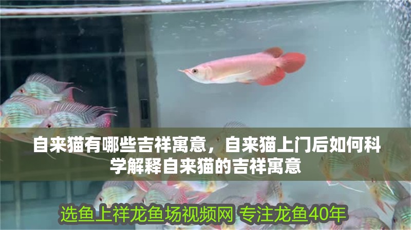 自來(lái)貓有哪些吉祥寓意，自來(lái)貓上門后如何科學(xué)解釋自來(lái)貓的吉祥寓意
