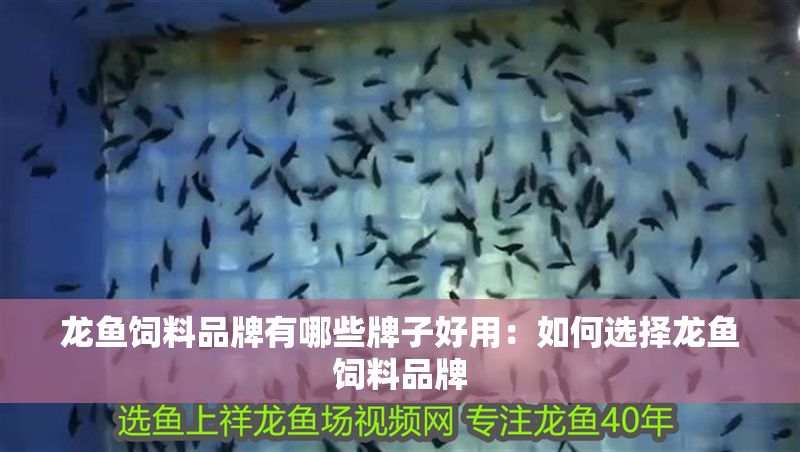 龍魚飼料品牌有哪些牌子好用：如何選擇龍魚飼料品牌