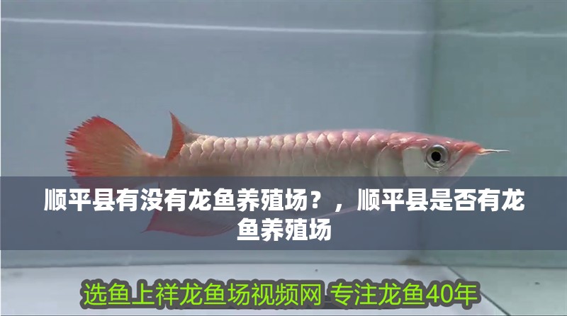 順平縣有沒有龍魚養殖場？，順平縣是否有龍魚養殖場
