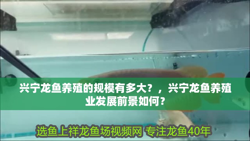 興寧龍魚養殖的規模有多大？，興寧龍魚養殖業發展前景如何？