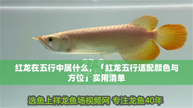 紅龍在五行中屬什么，「紅龍五行適配顏色與方位」實用清單