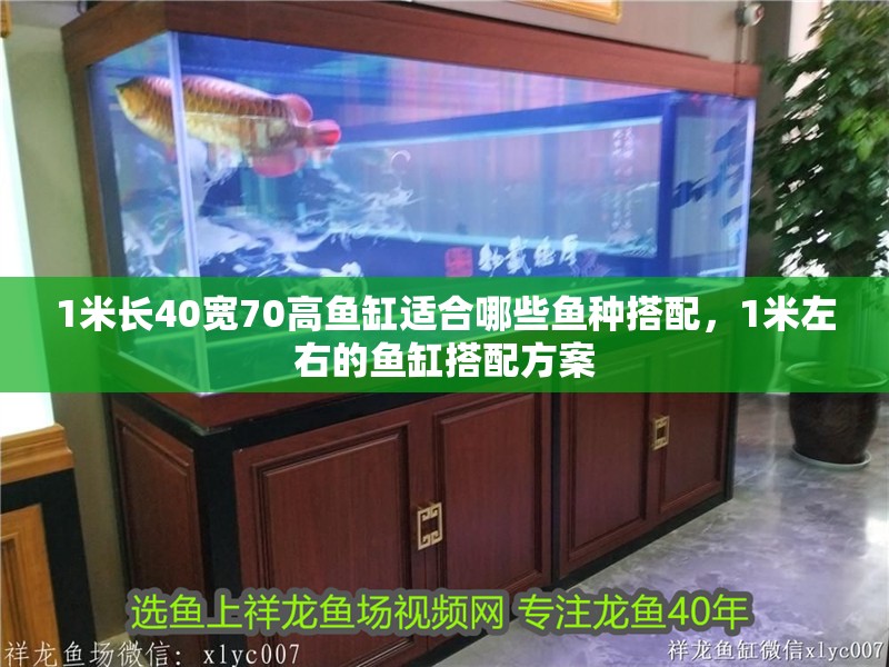 1米長40寬70高魚缸適合哪些魚種搭配，1米左右的魚缸搭配方案