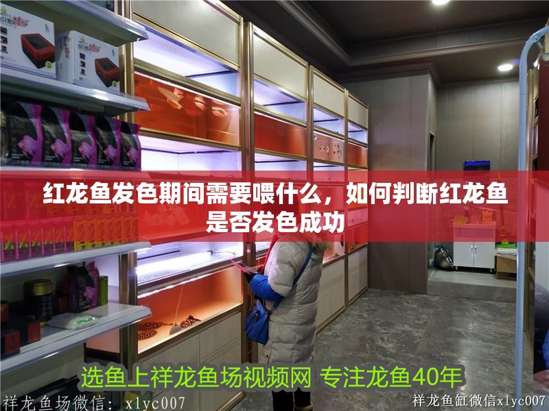 紅龍魚發色期間需要喂什么，如何判斷紅龍魚是否發色成功