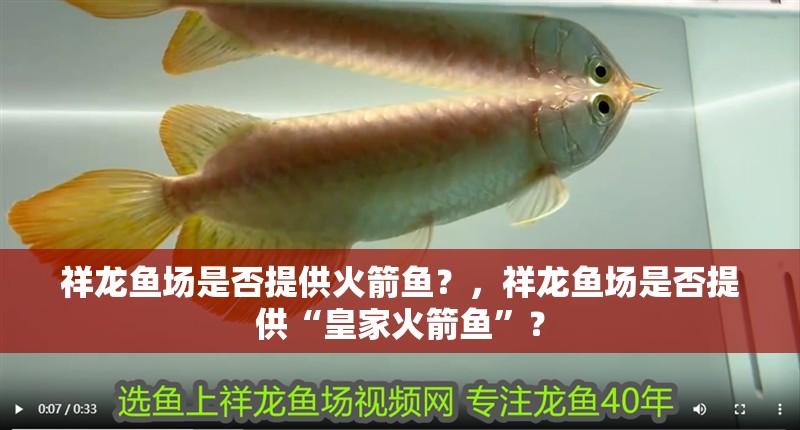 祥龍魚場是否提供火箭魚？，祥龍魚場是否提供“皇家火箭魚”？