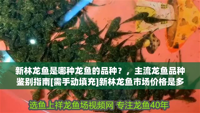 新林龍魚是哪種龍魚的品種？，主流龍魚品種鑒別指南[需手動填充]新林龍魚市場價格是多少