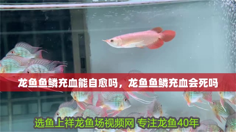 龍魚魚鱗充血能自愈嗎，龍魚魚鱗充血會(huì)死嗎