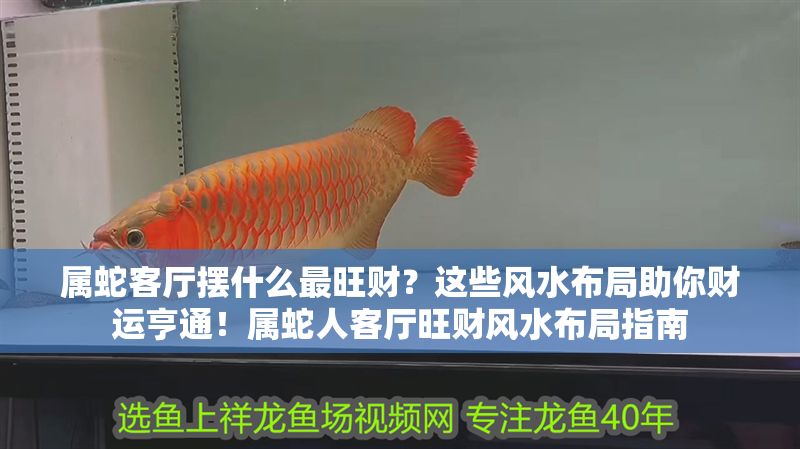 屬蛇客廳擺什么最旺財？這些風水布局助你財運亨通！屬蛇人客廳旺財風水布局指南