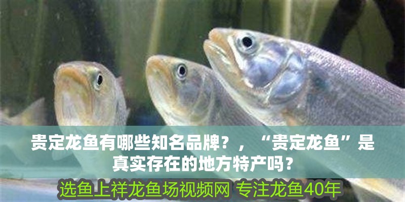 貴定龍魚有哪些知名品牌？，“貴定龍魚”是真實存在的地方特產嗎？