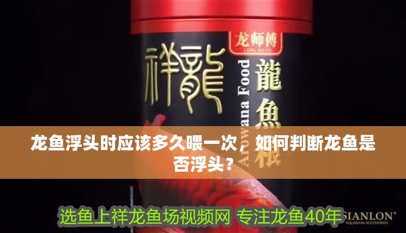 龍魚浮頭時應該多久喂一次，如何判斷龍魚是否浮頭？