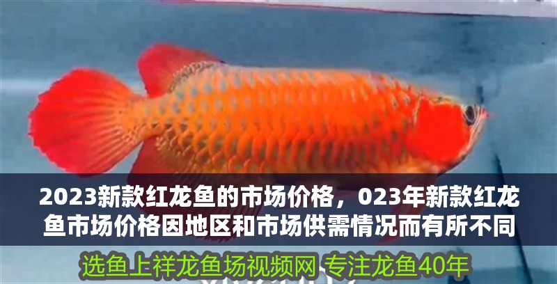 2023新款紅龍魚(yú)的市場(chǎng)價(jià)格，023年新款紅龍魚(yú)市場(chǎng)價(jià)格因地區(qū)和市場(chǎng)供需情況而有所不同