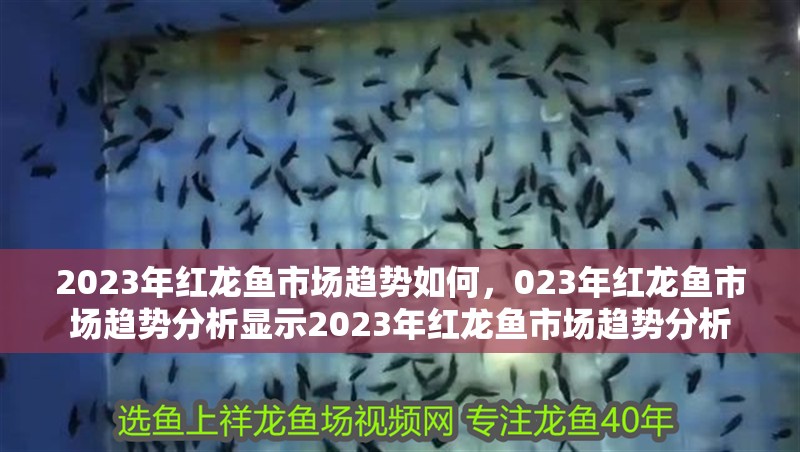 2023年紅龍魚市場(chǎng)趨勢(shì)如何，023年紅龍魚市場(chǎng)趨勢(shì)分析顯示2023年紅龍魚市場(chǎng)趨勢(shì)分析