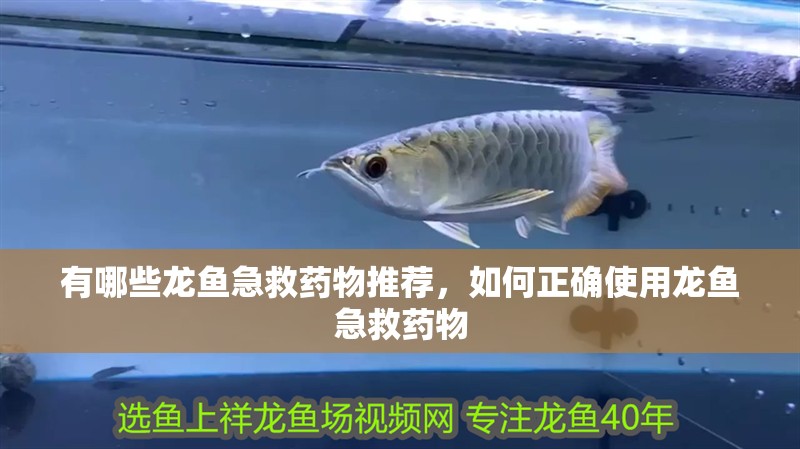有哪些龍魚(yú)急救藥物推薦，如何正確使用龍魚(yú)急救藥物