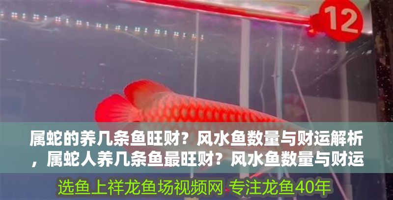 屬蛇的養(yǎng)幾條魚旺財？風(fēng)水魚數(shù)量與財運解析，屬蛇人養(yǎng)幾條魚最旺財？風(fēng)水魚數(shù)量與財運關(guān)系詳解