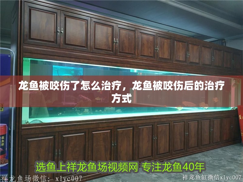 龍魚被咬傷了怎么治療，龍魚被咬傷后的治療方式