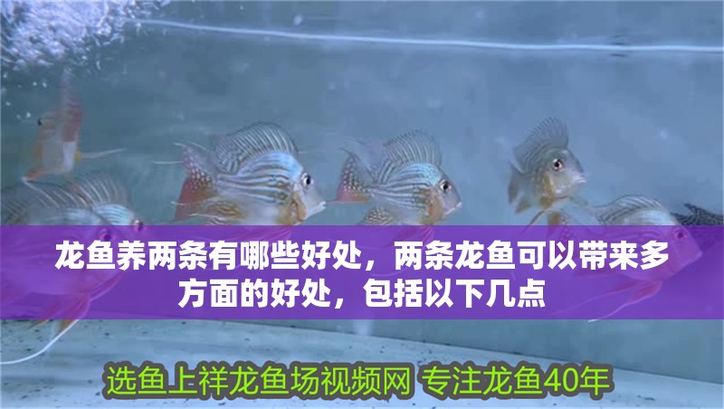 龍魚養兩條有哪些好處，兩條龍魚可以帶來多方面的好處，包括以下幾點