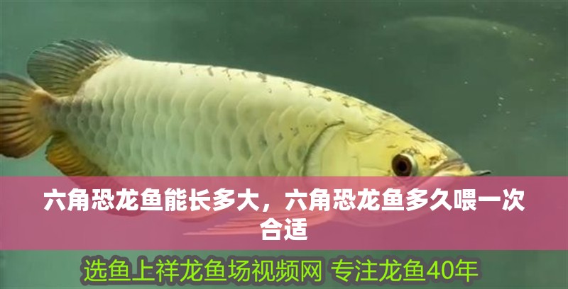 六角恐龍魚能長多大，六角恐龍魚多久喂一次合適