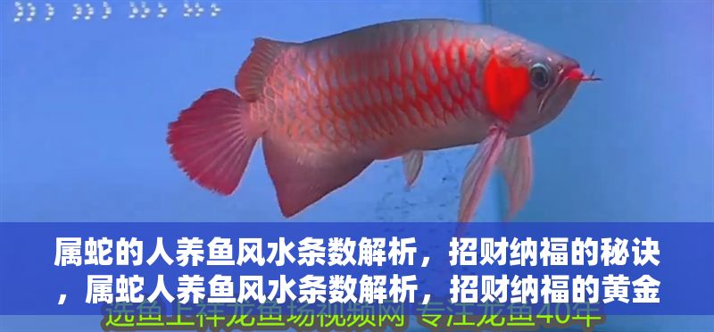 屬蛇的人養(yǎng)魚風(fēng)水條數(shù)解析，招財納福的秘訣，屬蛇人養(yǎng)魚風(fēng)水條數(shù)解析，招財納福的黃金法則 屬蛇的人養(yǎng)魚風(fēng)水條數(shù)解析，招財納福的秘訣，屬蛇人養(yǎng)魚風(fēng)水條數(shù)解析，招財納福的黃金法則 龍魚百科 第1張