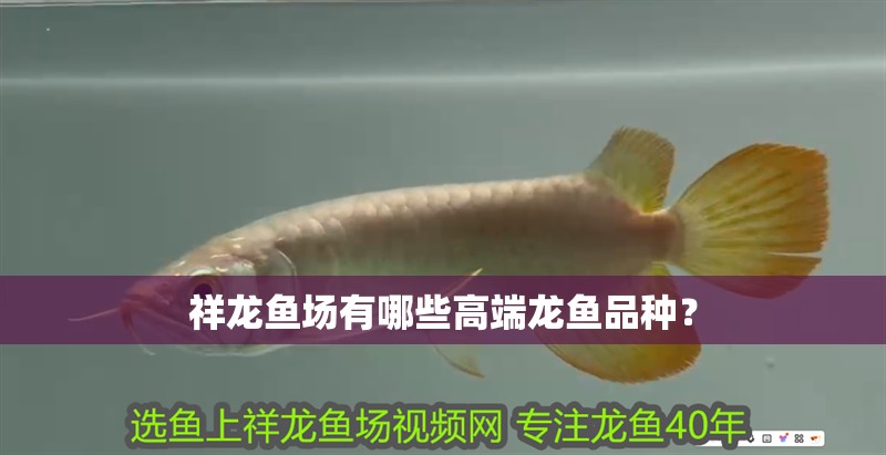 祥龍魚場有哪些高端龍魚品種？ 祥龍魚場有哪些高端龍魚品種？ 龍魚百科