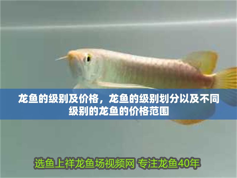 龍魚的級別及價格，龍魚的級別劃分以及不同級別的龍魚的價格范圍