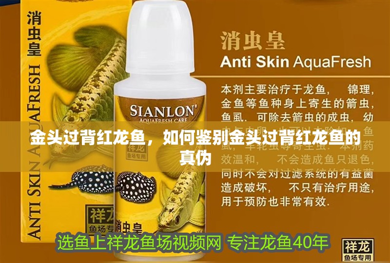 金頭過背紅龍魚，如何鑒別金頭過背紅龍魚的真偽
