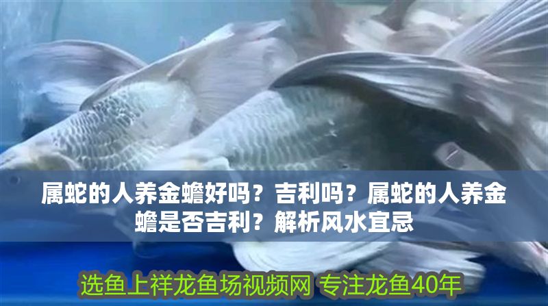 屬蛇的人養(yǎng)金蟾好嗎？吉利嗎？屬蛇的人養(yǎng)金蟾是否吉利？解析風(fēng)水宜忌