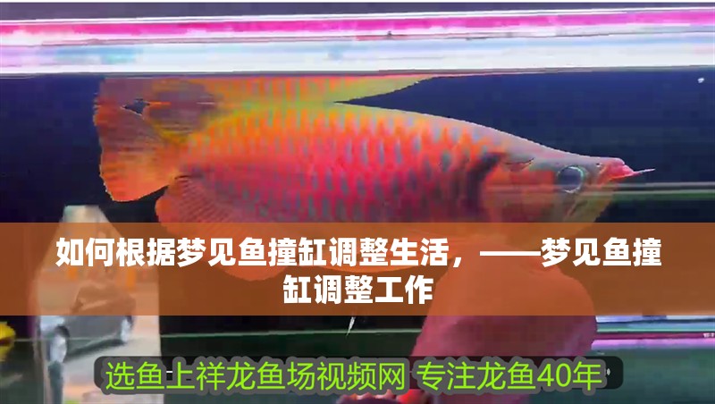 如何根據夢見魚撞缸調整生活，——夢見魚撞缸調整工作